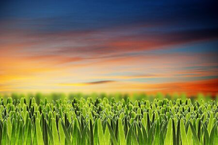natural green grass with beautiful sunset skyの写真素材