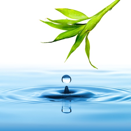 Fresh green bamboo leaf water dropの写真素材