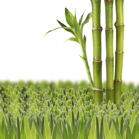 Fresh bamboo on green grass with white backgroundの写真素材