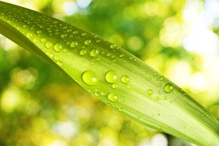 Close up on water drop on green leaf with summer background