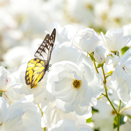 Butterfly on white flowerの写真素材
