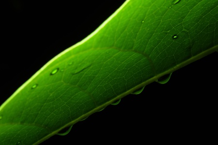 Close up of water droplet on green leaf