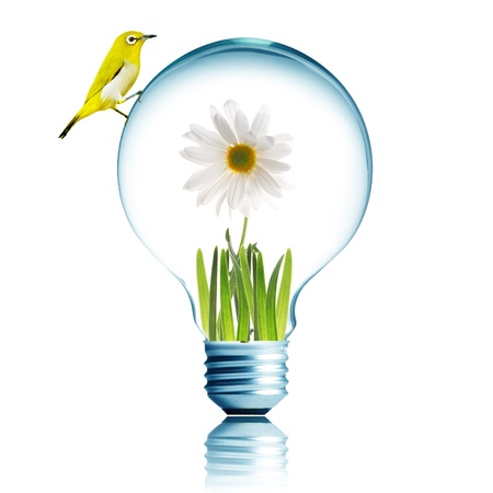 Yellow bird on light bulb with white flower inside の写真素材