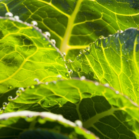 Close-Up on Cabbageの写真素材
