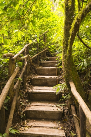 Wood path walkway in deep tropical forestの写真素材