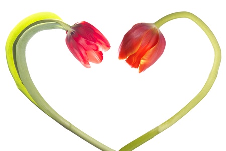 Tulip flower form heart shapeの写真素材