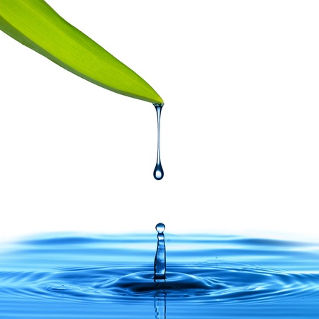 Water drop from green leaf の写真素材