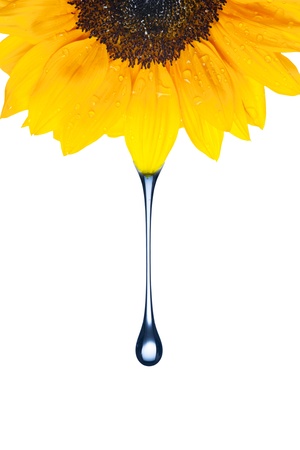 Water drop from sunflowerの写真素材