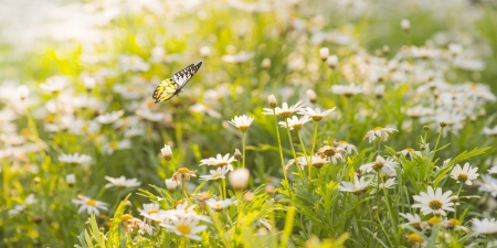 White Daisy Flowers with Butterflyの写真素材