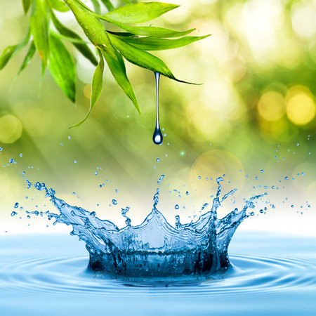 Water Drop from Bamboo leafの写真素材