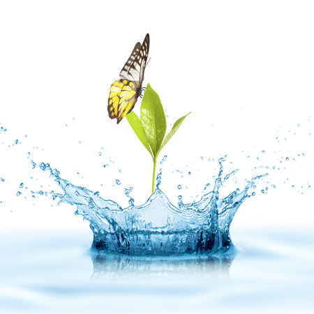 Butterfly on Leafの写真素材