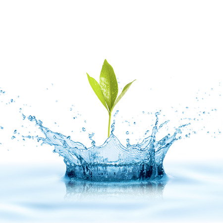 Green Leaf with Water Splash Green Leaf with Water Splash