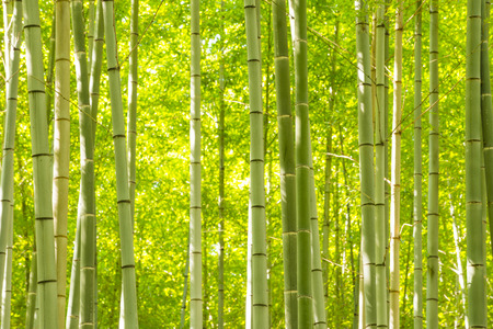Bamboo Forestの写真素材