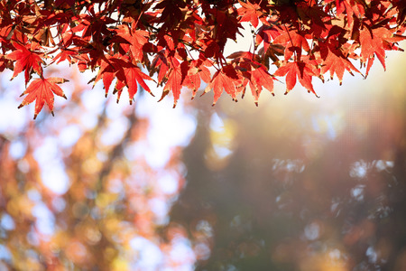 Autumn Leaf With Beautiful Autumn Background