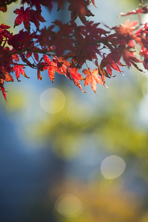 Autumn Leaf With Beautiful Autumn Backgroundの写真素材