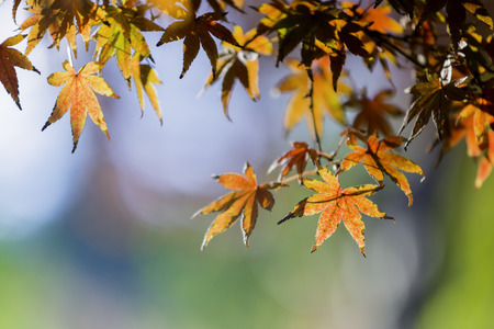 Autumn Leaf With Beautiful Autumn Backgroundの写真素材