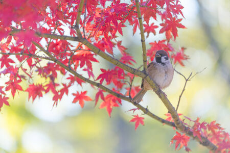 Autumn Leaf With Beautiful Autumn Backgroundの写真素材