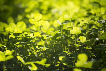 Green Grass
