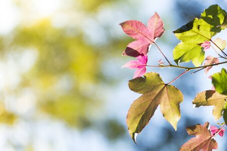 Autumn Leaf
