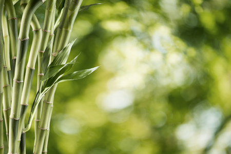 Bamboo With Bamboo Forest Backgroundの写真素材