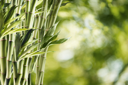 Bamboo Forestの写真素材