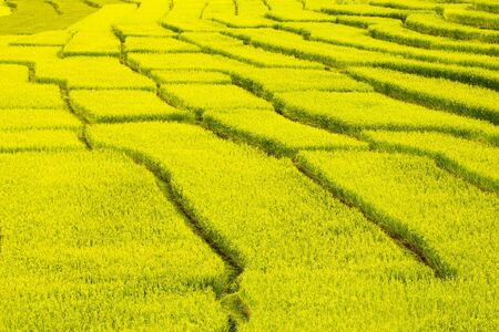 Rice Field