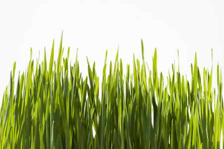 Close up of Green Grassの写真素材