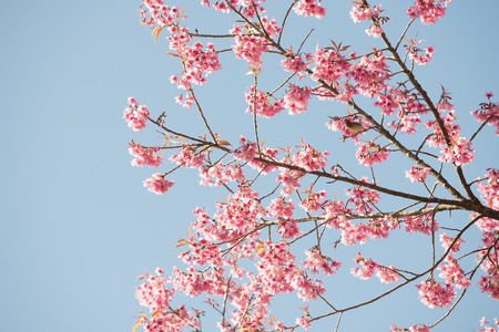 Sakura Flower or Cherry Blossom With Beautiful Nature Background