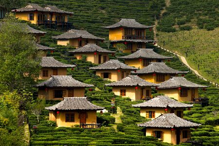 Tea Plantation In North of Thailandの写真素材