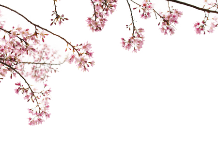 Sakura Flower or Cherry Blossom with White Backgroundの写真素材
