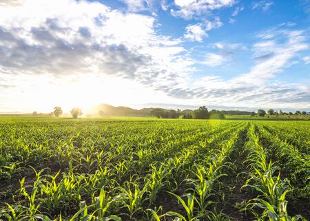 cornfield sun and blue sky in the morningの写真素材