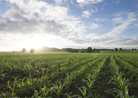 cornfield sun and blue sky in the morningの写真素材