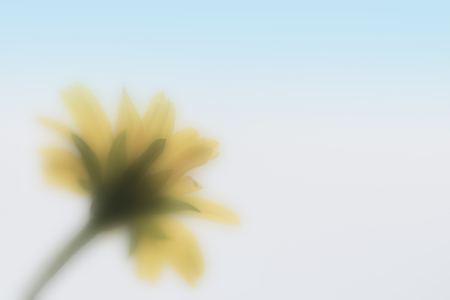 yellow flower with blur motionの写真素材