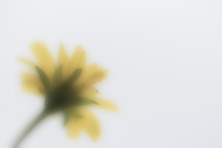 yellow flower with blur motionの写真素材