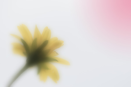 yellow flower with blur motionの写真素材