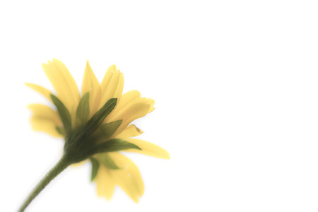 yellow flower with blur motionの写真素材