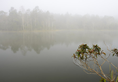 "Khaoyai National part" A thick early morning fog on this lake in Khaoyai Park, In Thailand.の写真素材
