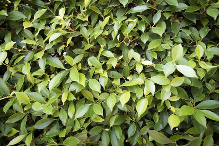 leaves texture,leaves background