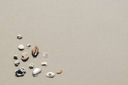 Sea shells on sand. Summer beach background. Top viewの写真素材