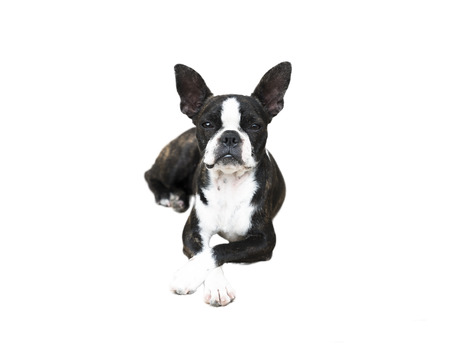 boston terrier isolated on white backgroundの写真素材