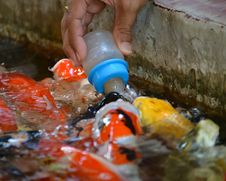 feed milk for fancy carp fishの写真素材