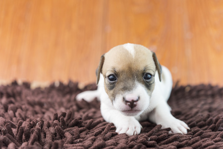 jack russel puppy dog on clothの写真素材