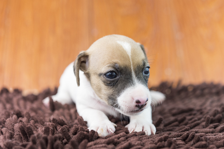 jack russel puppy dog on clothの写真素材