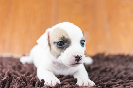 jack russel puppy dog on clothの写真素材