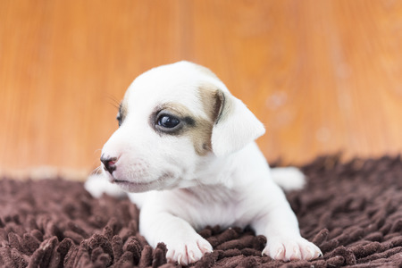 jack russel puppy dog on clothの写真素材