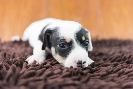 Jack russel puppy dog on the clothの写真素材