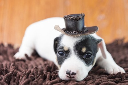 jack russel puppy dog on clothの写真素材