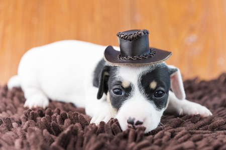 jack russel puppy dog on clothの写真素材