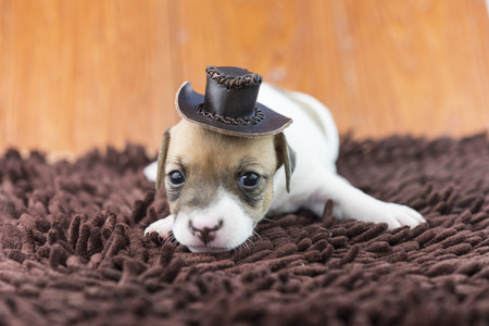 jack russel puppy dog on clothの写真素材