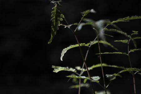 Green leaf growing in the way to waterfall , the tropical forest plant, evergreen on black...